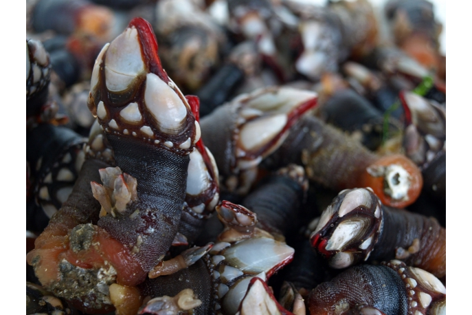 Alimento Percebes frescos - imagen