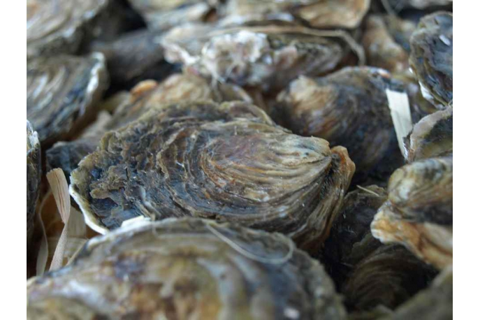 Alimento Ostras - imagen